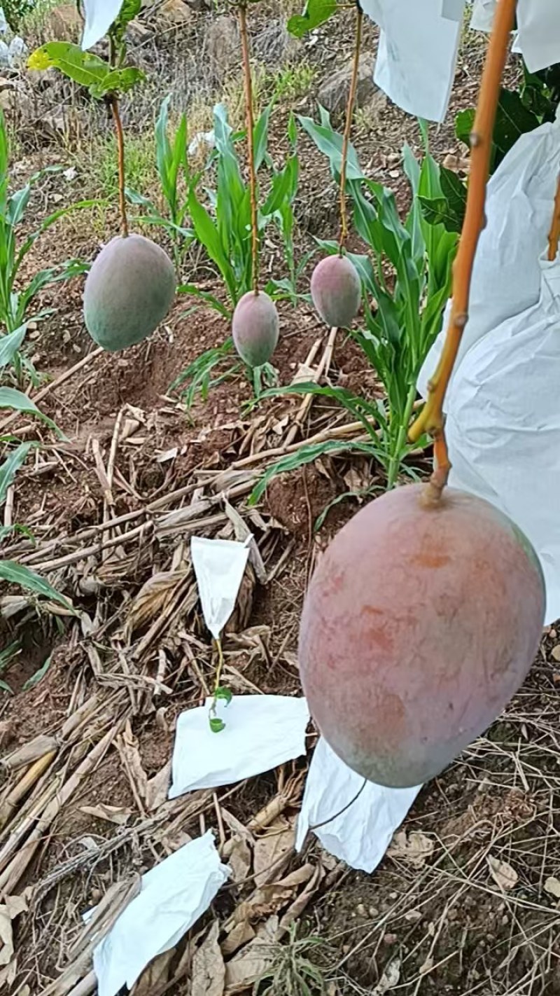 凯特芒6两起统果