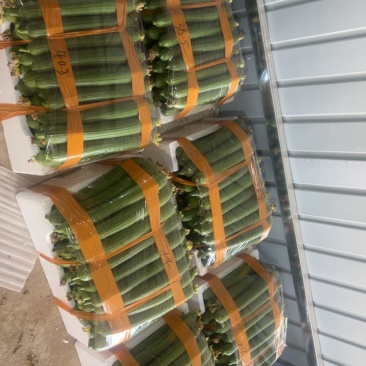 丝瓜纯人工挑拣精品