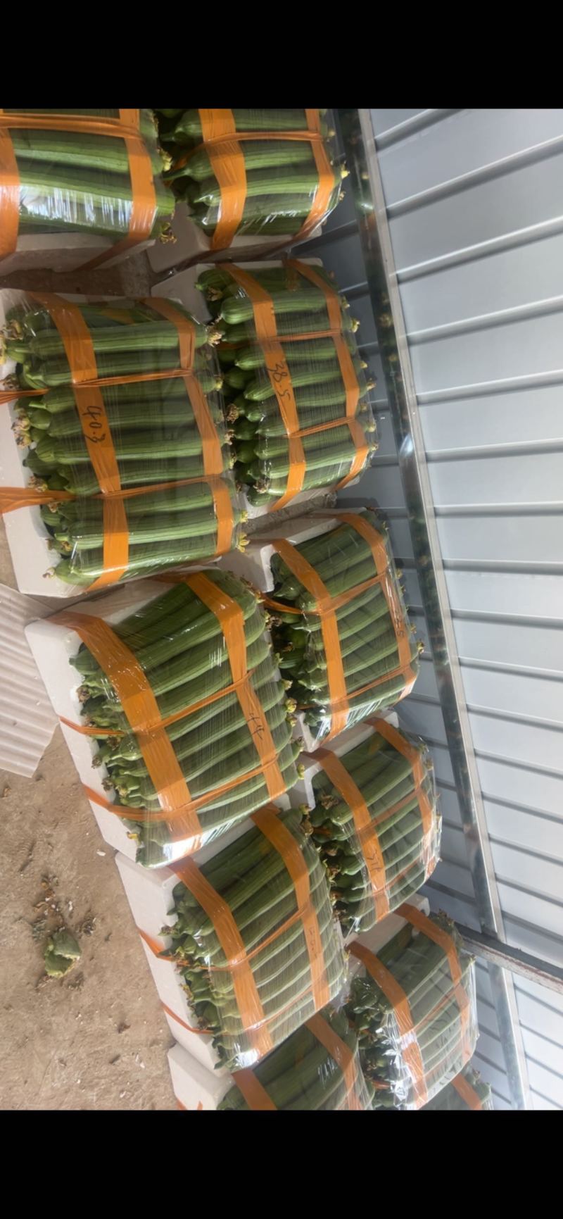 丝瓜纯人工挑拣精品