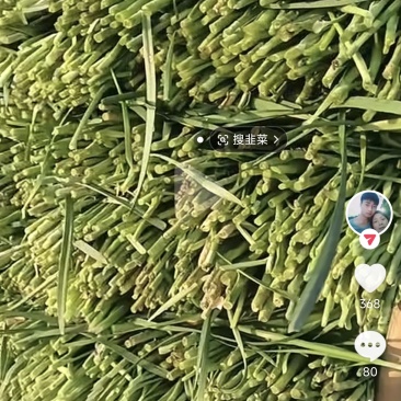 韭菜大叶韭菜和小叶韭菜都有