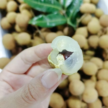 龙眼鲜果，石硖、储良品种；精品果/统果