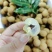 龙眼鲜果，石硖、储良品种；精品果/统果