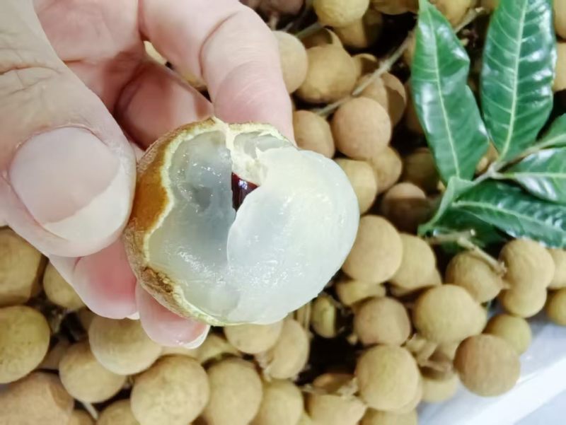 龙眼鲜果，石硖、储良品种；精品果/统果