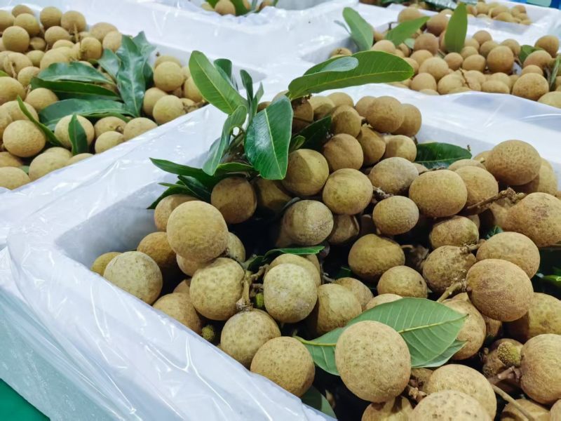 龙眼鲜果，石硖、储良品种；精品果/统果