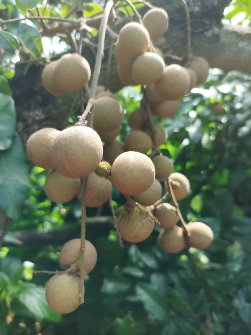 龙眼鲜果，石硖、储良品种；精品果/统果