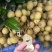 龙眼鲜果，石硖、储良品种；精品果/统果