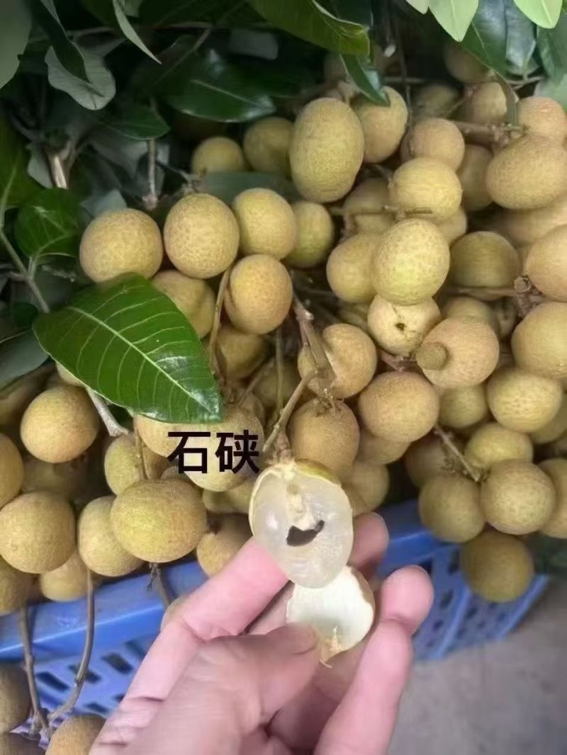 龙眼鲜果，石硖、储良品种；精品果/统果