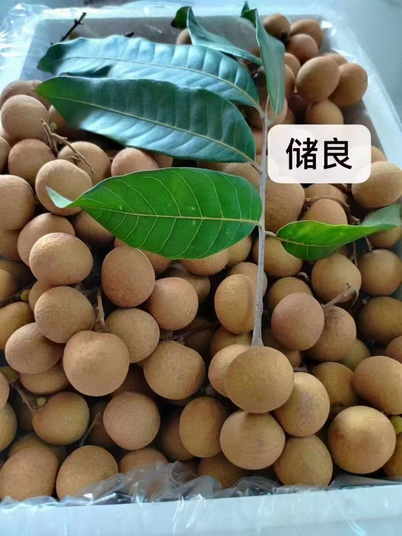 龙眼鲜果，石硖、储良品种；精品果/统果