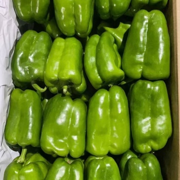 太空椒嫁接苗和直根苗都有