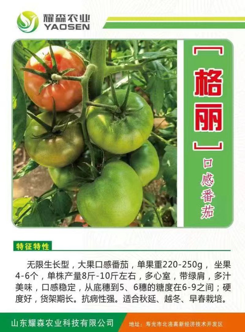 西红柿苗嫁接苗和直根苗都有，三叶标准苗，含格莱口感番茄（