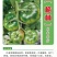 草莓西红柿格林草莓番茄（口感酸甜，果绿青肩浓，单果重15