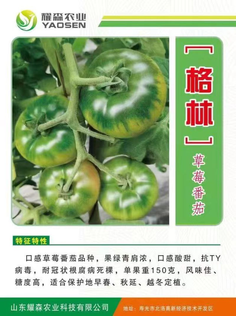 草莓西红柿格林草莓番茄（口感酸甜，果绿青肩浓，单果重15