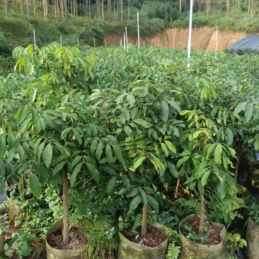 龙眼树苗大杯苗，三公分左右
