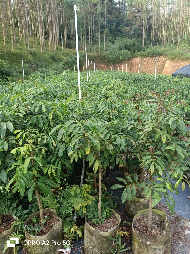 龙眼树苗大杯苗，三公分左右