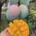 芒果凯特芒果