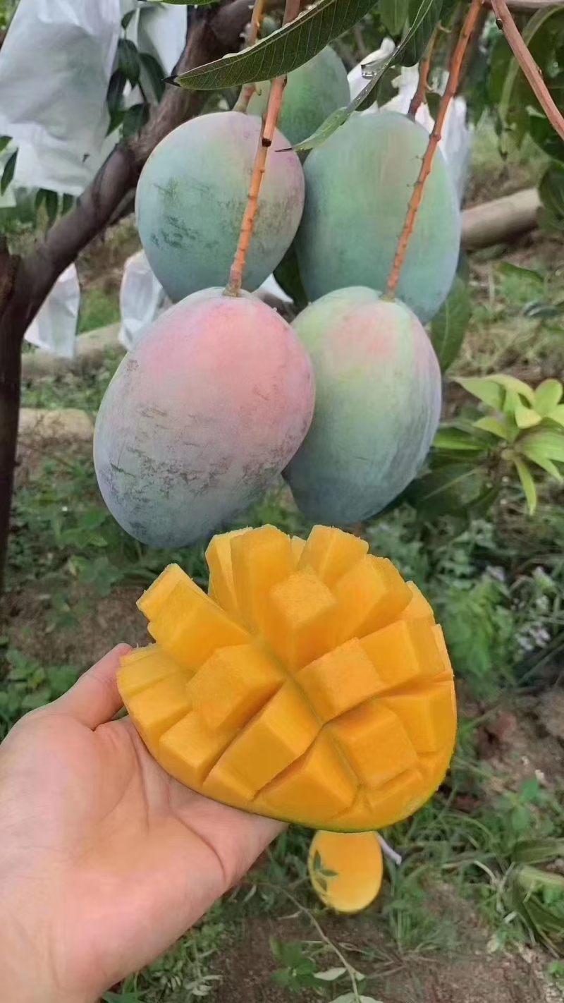 芒果凯特芒果