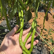 鲜辣椒长线椒，长度约30公分，粗细均匀，颜色青绿，纸箱或