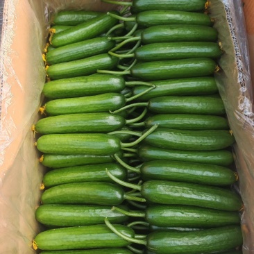 小黄瓜