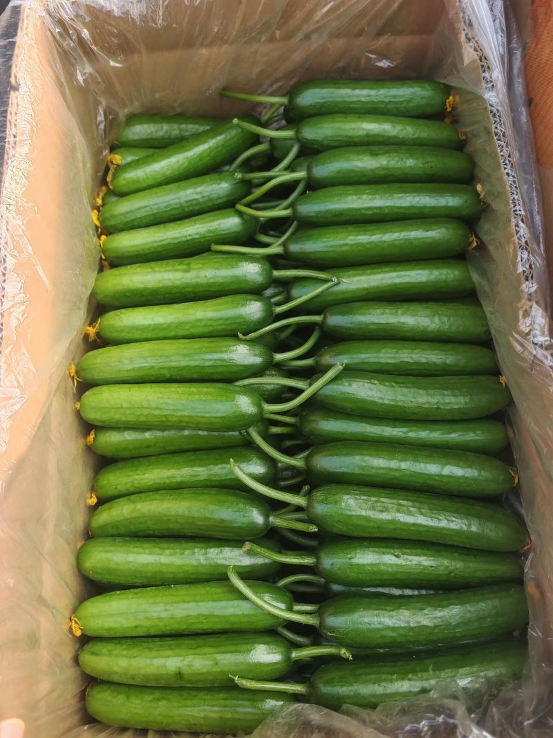 小黄瓜