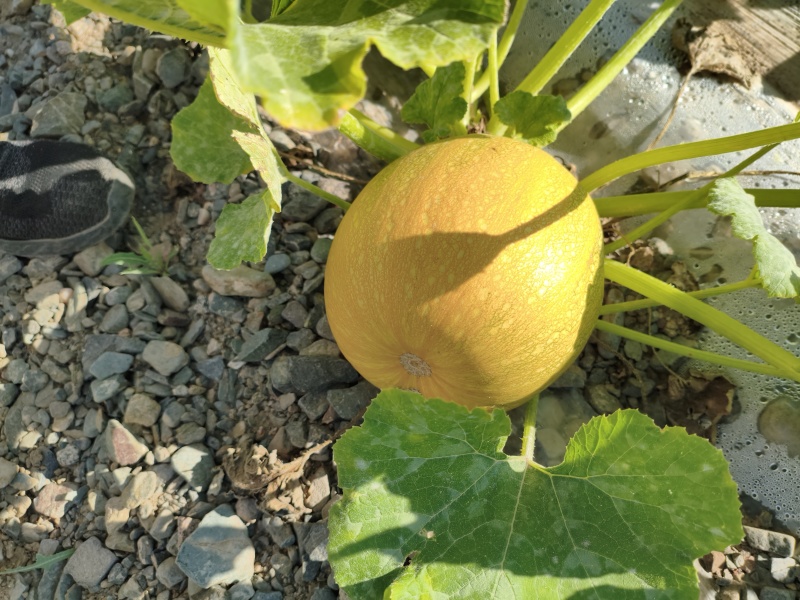 金丝搅瓜平均4-5斤/个
