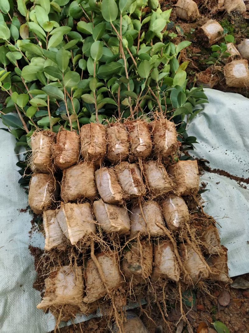 油茶苗杯苗25公分以上