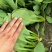 油菜散装
