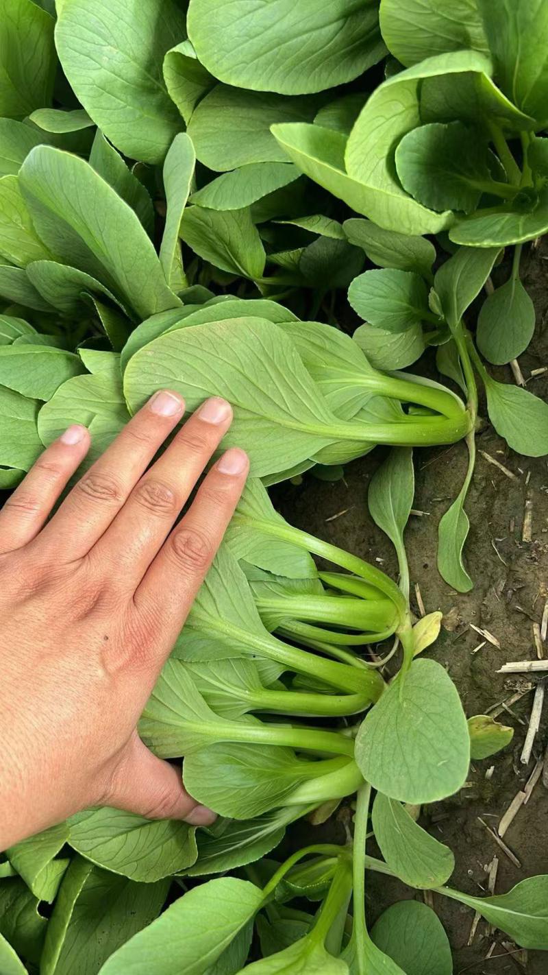 油菜散装