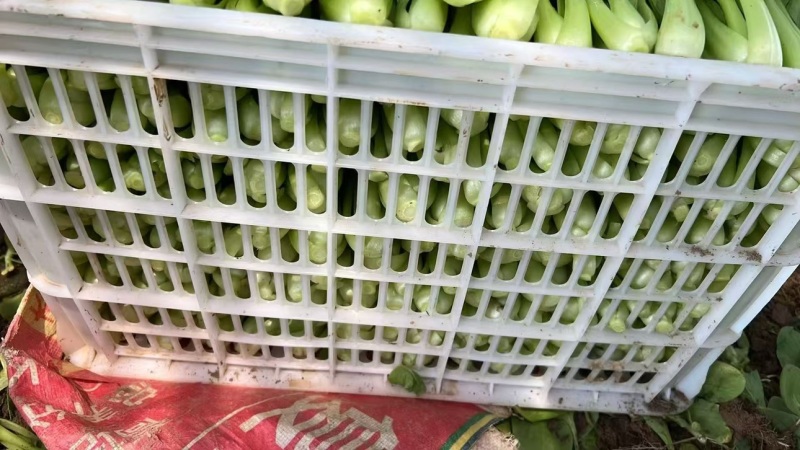 油菜散装