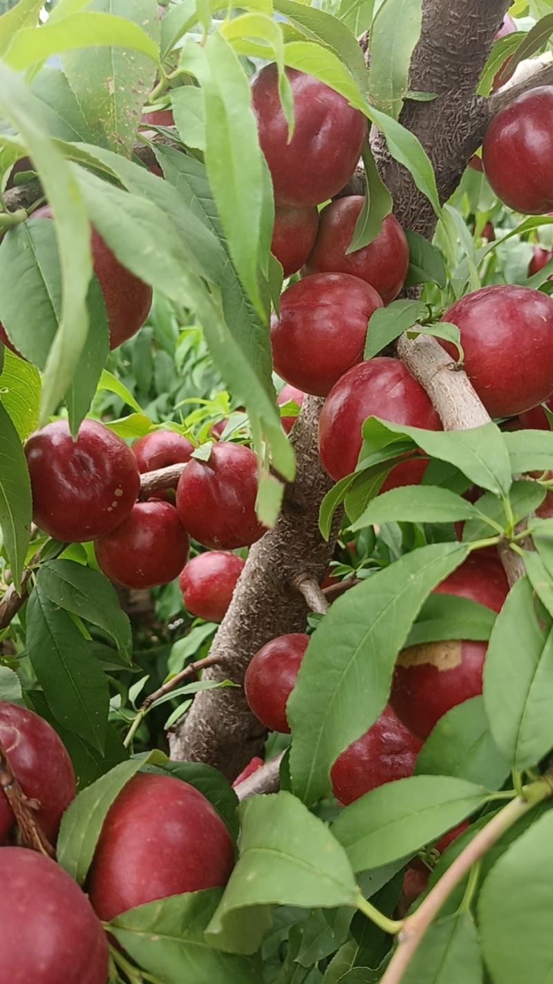 珍珠枣油桃8个头左右一斤