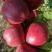 珍珠枣油桃8个头左右一斤