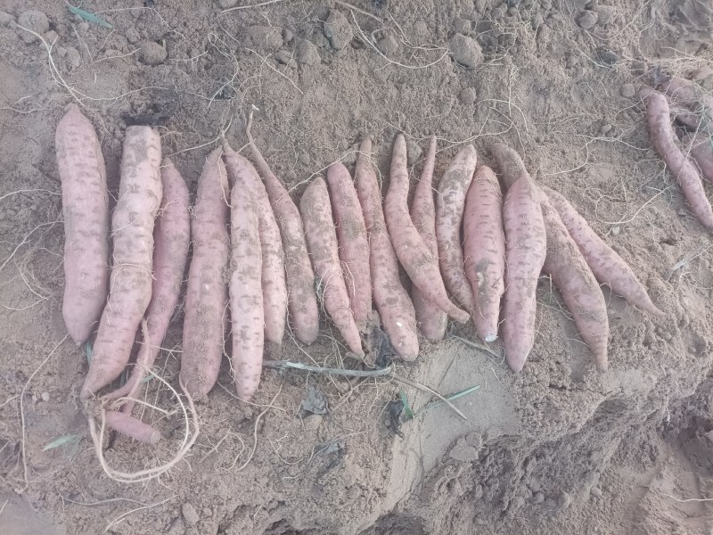 哈密红薯精品货