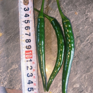 鲜辣椒朝天椒黑青椒
