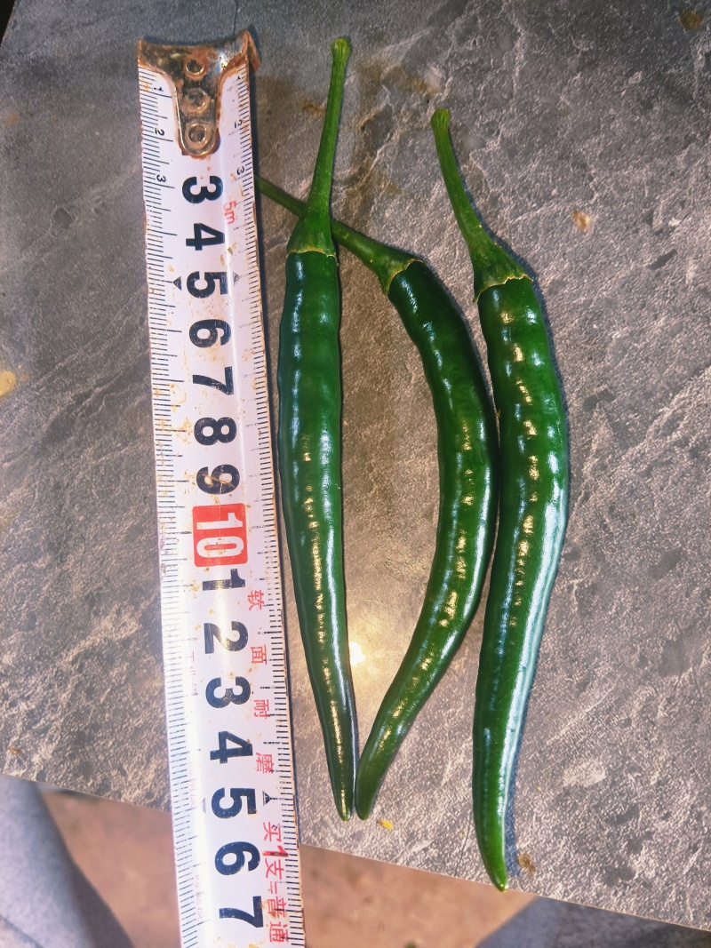 鲜辣椒朝天椒黑青椒