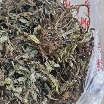 车前草