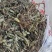 车前草