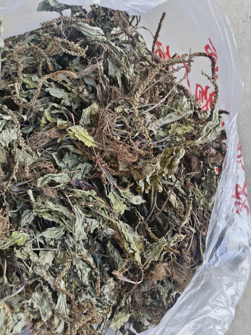 车前草