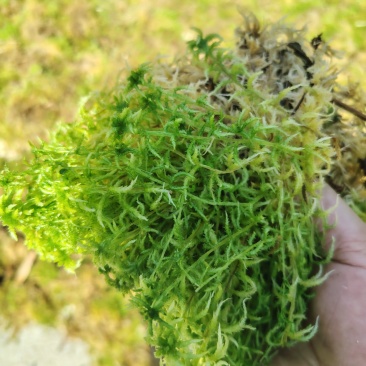 水苔统货袋装