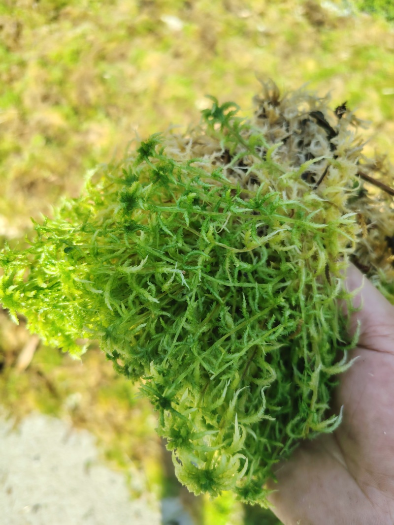 水苔统货袋装