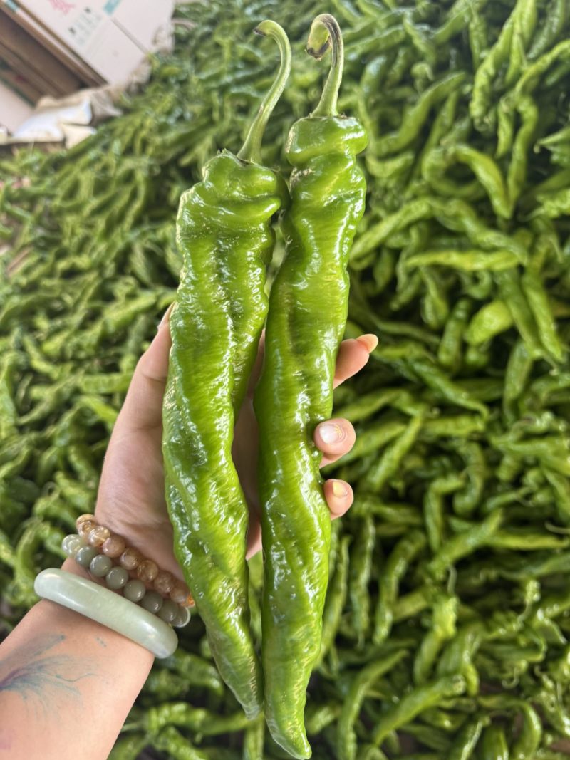 小皱皮辣椒