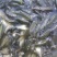 草鱼苗8-10厘米/10-12厘米