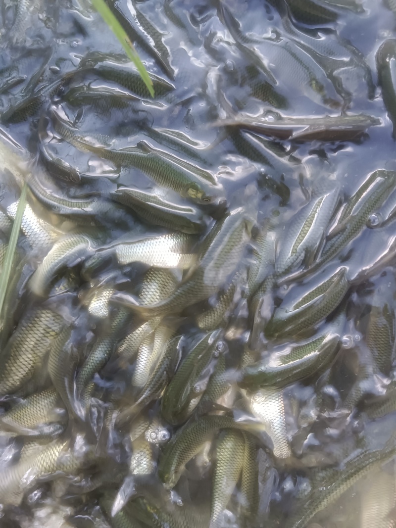 草鱼苗8-10厘米/10-12厘米