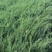 柏树40cm