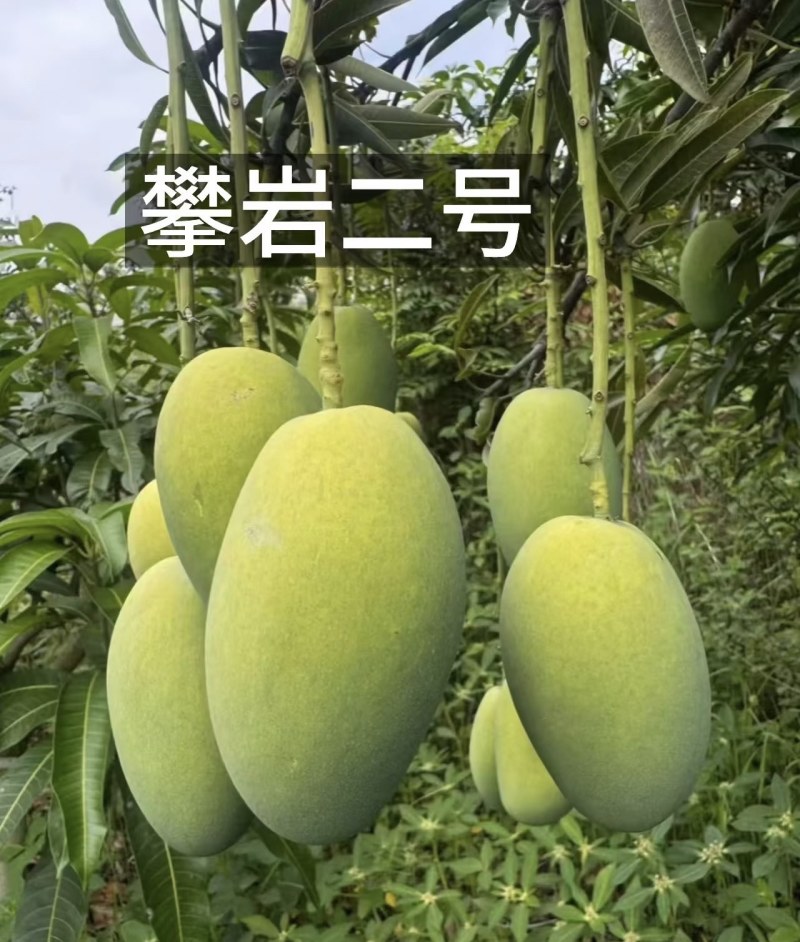 芒果十斤装,礼盒装,带箱