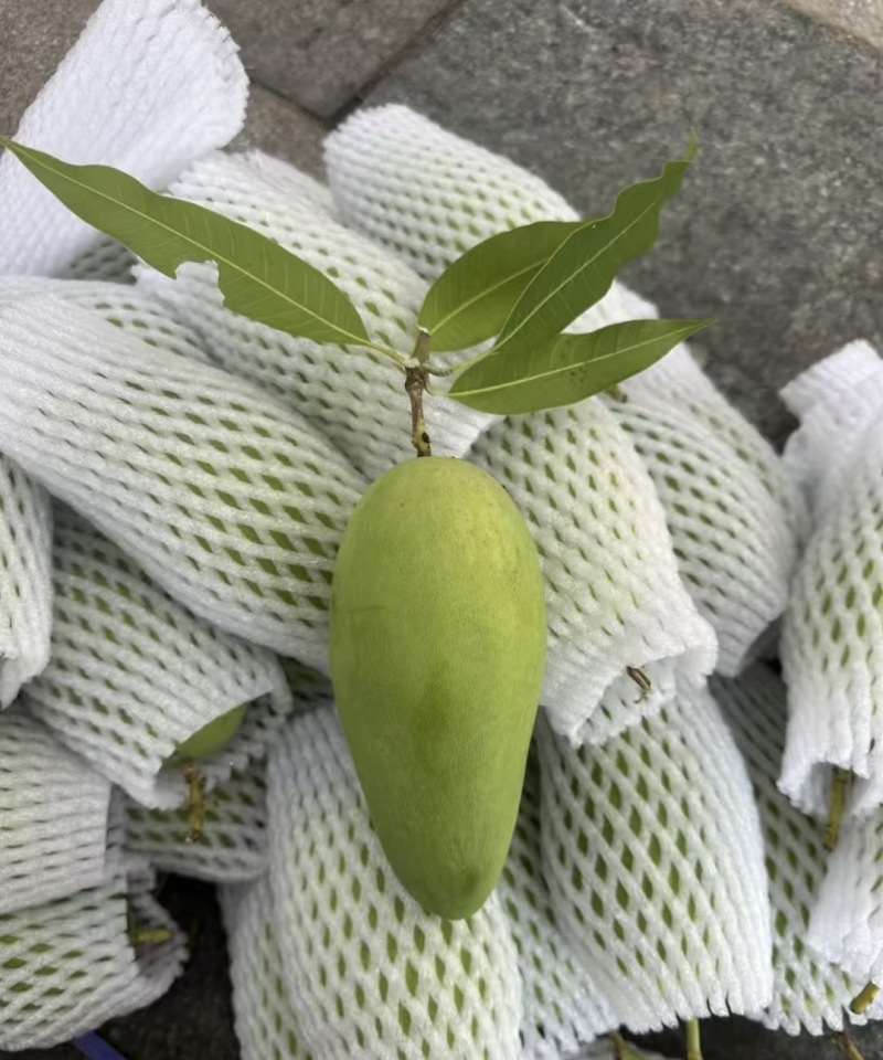 芒果十斤装,礼盒装,带箱