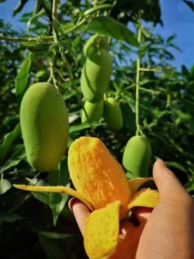 芒果十斤装,礼盒装,带箱