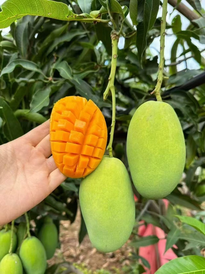 芒果十斤装,礼盒装,带箱