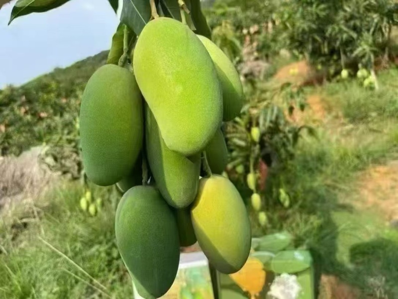 芒果十斤装,礼盒装,带箱