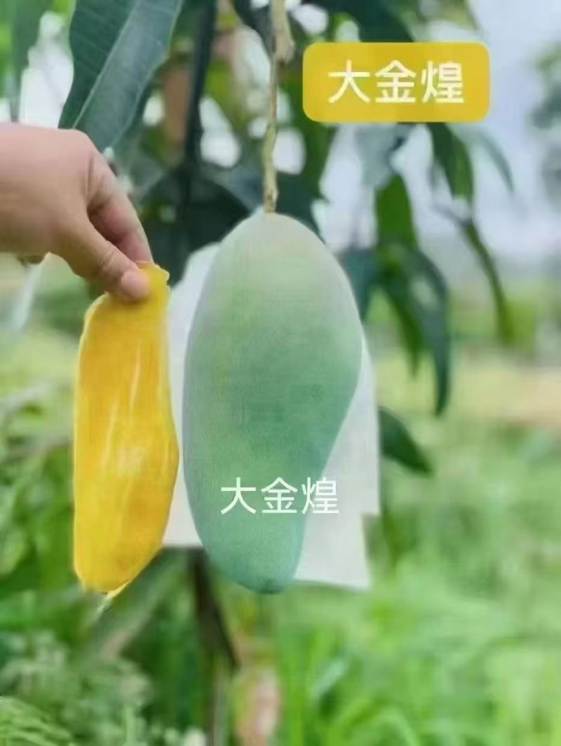 芒果十斤装,礼盒装,带箱