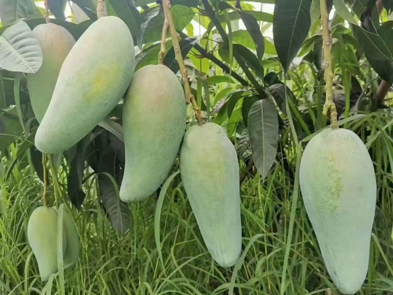 芒果十斤装,礼盒装,带箱