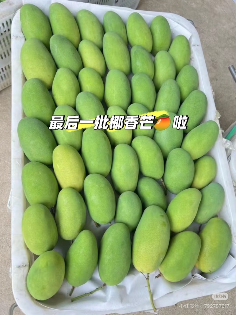 芒果十斤装,礼盒装,带箱